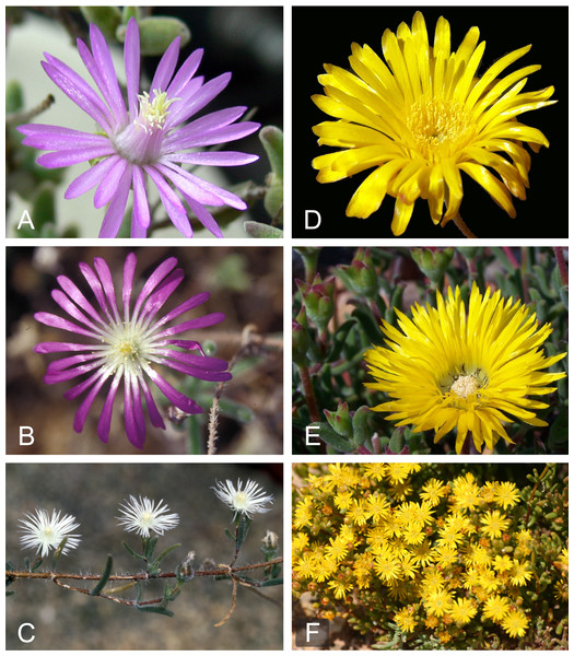 Floral diversity in Drosanthemum.