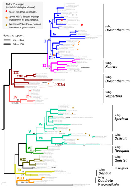 Phylogeny of Drosanthemum.