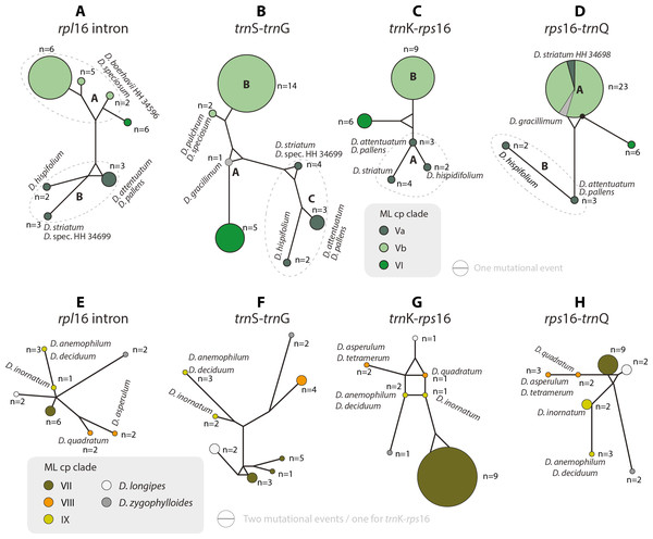 Median-joining networks of Drosanthemum clades V–IX.