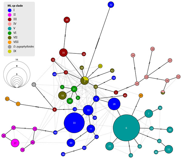 Statistical parsimony network of Drosanthemum ITS genotypes.