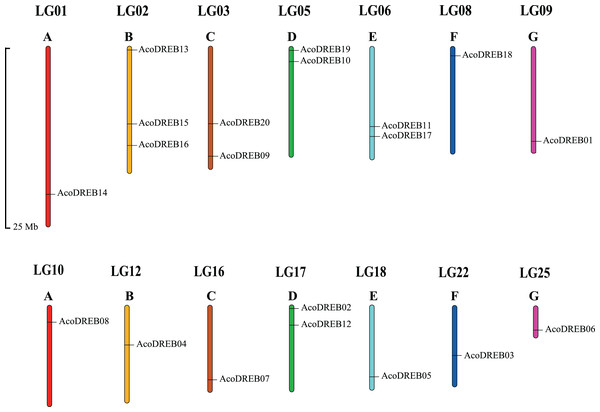 Locations of AcoDREB genes on the pineapple chromosomes.