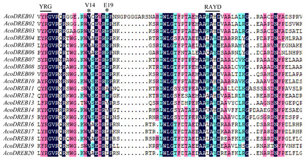 Multiple sequence alignment of the AP2 domain of AcoDREB proteins.