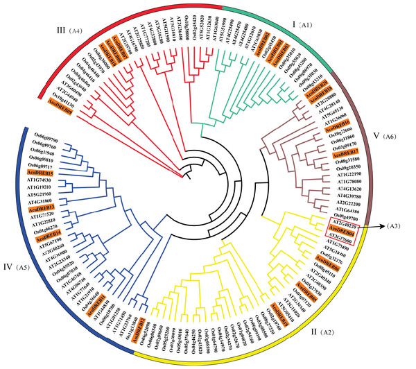 Phylogenetic analysis of DREB proteins in pineapple (Aco), Arabidopsisand rice.