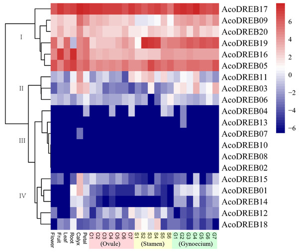 Heatmap showing the expression levels of AcoDREB genes in different pineapple tissues.