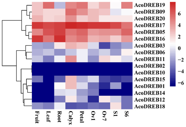 The expression profiles of AcoDREB genes in nine tissues validated by qRT-PCR.