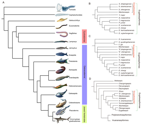 Phylogenetic placement (A) and interrelationships (B–D) of galeaspids.