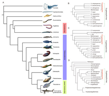 A new genus of sinogaleaspids (Galeaspida, stem-Gnathostomata) from the ...