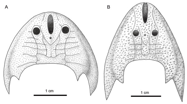 Comparison of Sinogaleaspis shankouensis (A) and Rumporostralis xikengensis (B).