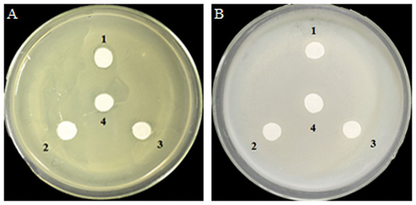 Inhibition effects of the GOD preparations on growth of A. tumefaciens LBA4404 (A) and E. coli DH5α (B) in solid media.