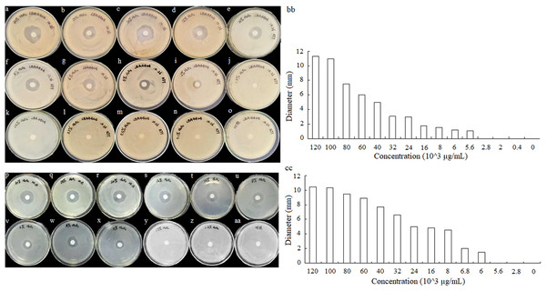 Different concentrations of hydrogen peroxide solution effect on A. tumefaciens LBA4404 (A–O) and E. coli DH5α (P–AA) on agar plates.