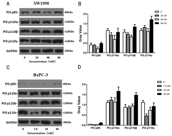 The western blot results of PI3K protein family for SW1990 and BxPC-3 cells.