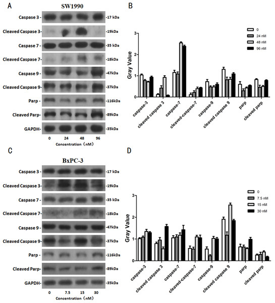 The western blot results of Caspase protein family for SW1990 and BxPC-3 cells.