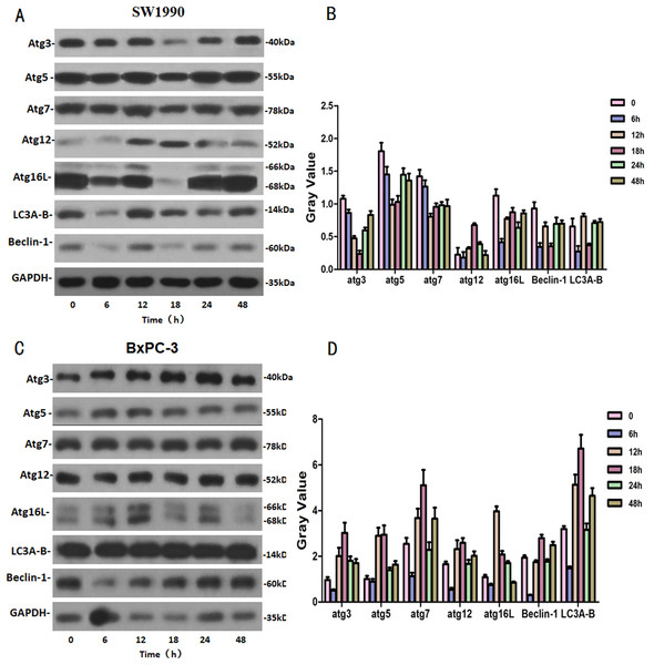 The western blot results of Autophagy protein family for SW1990 and BxPC-3 cells.