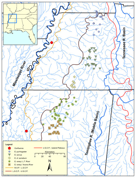 Distribution of snubnose darters among lower Mississippi River drainages of Kentucky, Tennessee, and Mississippi (southeastern United States).