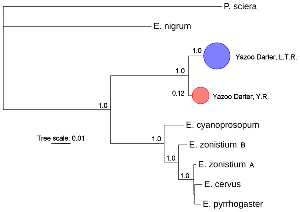 Phylogenetic tree of the partitioned cytb dataset using Bayesian estimation (MrBayes ver. 3.2.6).