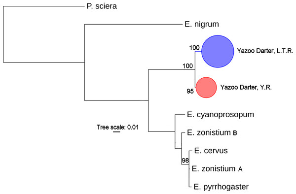 Phylogenetic tree of the partitioned cytb dataset using maximum likelihood estimation (RAxML-HPC ver. 8.0).