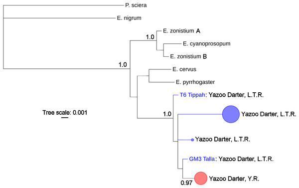Phylogenetic tree of the partitioned S7 dataset using Bayesian estimation (MrBayes ver. 3.2.6).