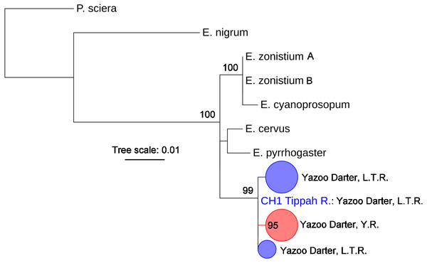 Phylogenetic tree of the partitioned S7 dataset using maximum likelihood estimation (RAxML-HPC ver. 8.0).