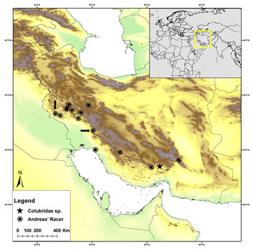 Additions to the phylogeny of colubrine snakes in Southwestern Asia ...