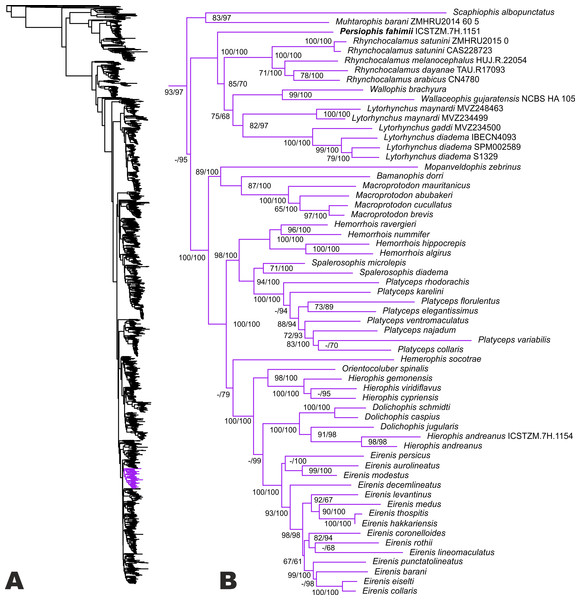 Phylogenetic relationships of Western Palearctic Colubrids.