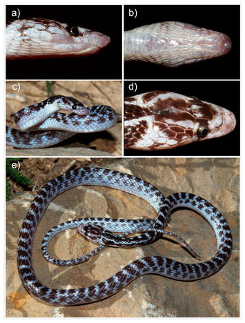 a) Scales on a snake show smaller scale sizes on the top/dorsal side