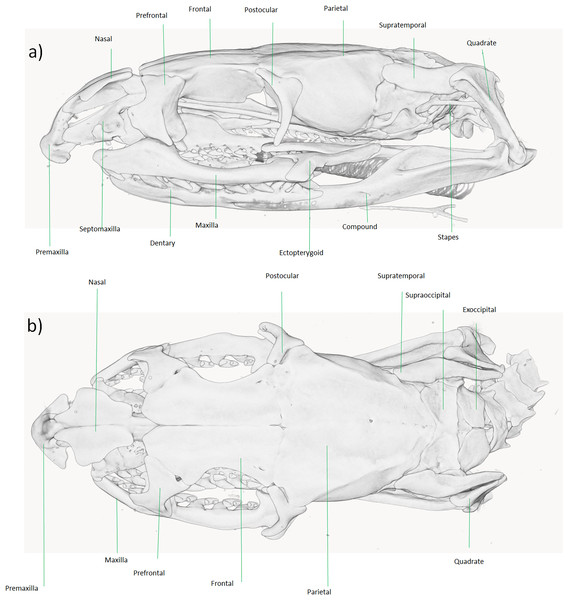 Micro-CT reconstruction of the skull cranial osteology of Dolichophis andreanus comb. nov.