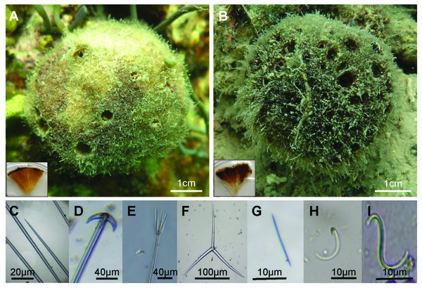External morphology of Cinachyrella sp. (A) and Paratetilla sp. (B).
