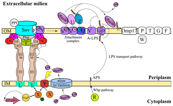 T9SS protein components on the inner membrane (IM) and outer membrane (OM) of Porphyromonas gingivalis.