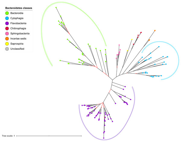 The Bayesian Inference (BI) phylogenetic tree of T9SS containing Bacteroidetes species 16S ribosomal RNA (rRNA).