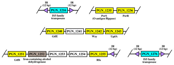 The arrangement of porR and its neighbouring genes in P. gingivalis ATCC 33277 genome.