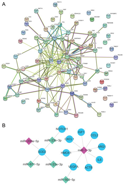 PPI network and miRNA-hub gene network.