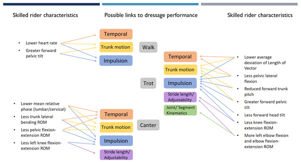 Objective measures of skilled rider characteristics grouped by gait with arrows showing theoretical links to horse performance themes.