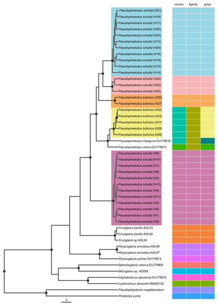 Single Locus Species Discovery Analysis showing the Maximum clade credibility tree from BEAST.