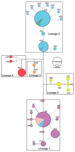 Median-joining network of Pseudopimelodus cox1 haplotypes.