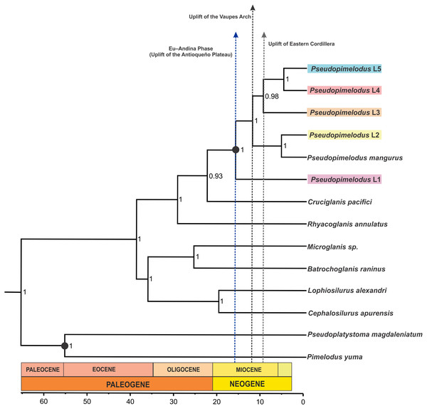 Dated species tree of the family Pseudopimelodidae generated using StarBEAST2.