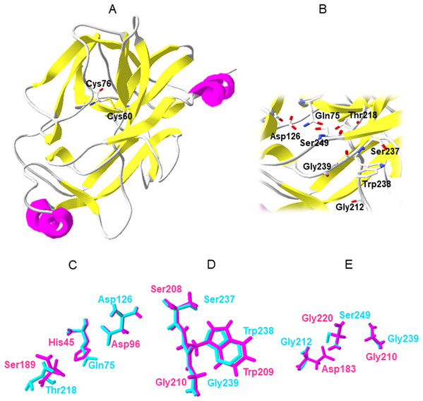 Molecular model of the Mc-TryL protease, and specific amino acid superposition of the Mc-TryL protease (cyan) and A. leptodactylus trypsin (magenta).