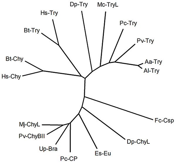 Neighbor-joining radial dendrogram from amino acid sequence alignment of the Mc-TryL protease, 12 mature brachyurins and two mammalian trypsins and two mammalian chymotrypsins as the reference.