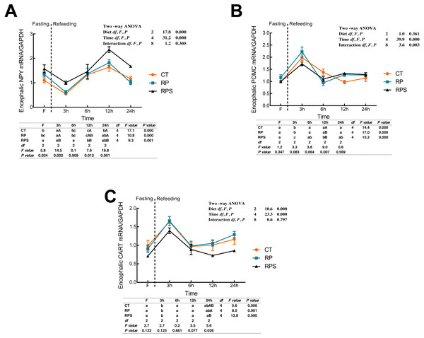 Sequential changes upon fasting and effect of refeeding on NPY, POMC and CART mRNA levels in the brain.