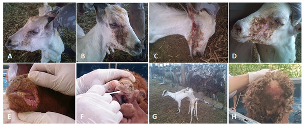 The clinical pictures of PPRV infections in native small ruminants.
