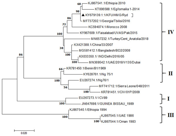 Phylogenetic analysis of PPRV isolated from small ruminants in the KSA based on the partial sequences of the N gene.
