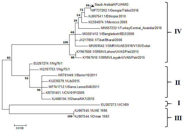 Phylogenetic analysis of PPRV isolated from small ruminants in the KSA, based on the partial sequences of the F gene.