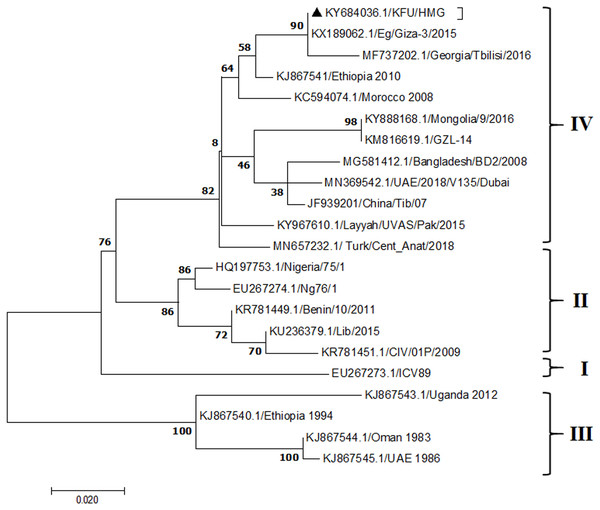 Phylogenetic analysis of PPRV isolated from small ruminants in the KSA, based on H gene.