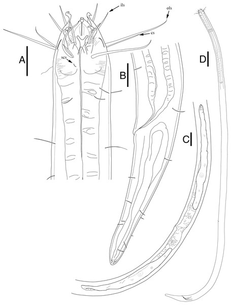 Enoploides koreanus. sp. nov. female.