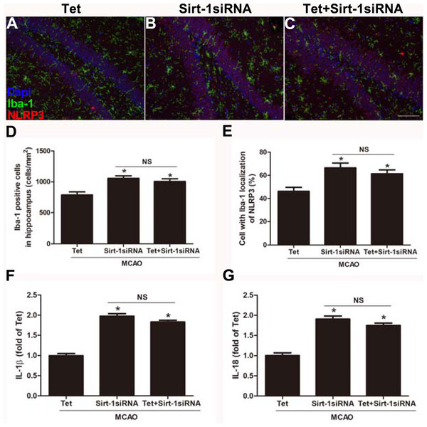 Sirt-1 siRNA obviously reverses the effects of Tetrandrine on expression of NLRP3, IL-1 β and IL-18 in mice.