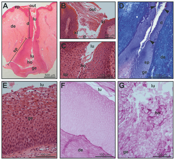 Histological structure of a mental gland in a male of M. leprosa.