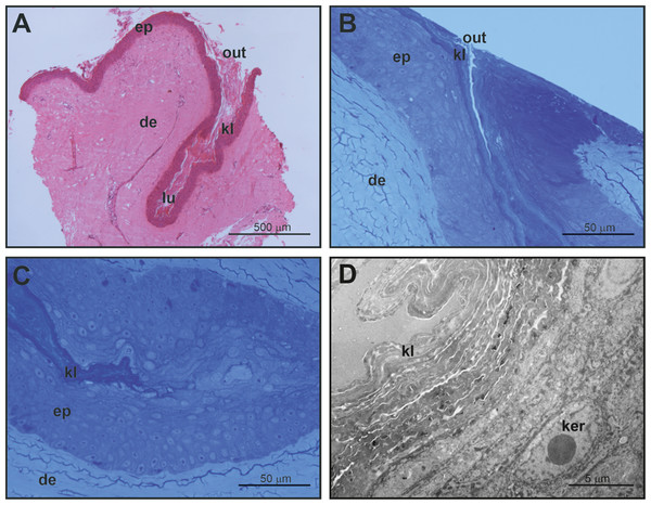 Histological and fine structure of mental glands in a female of M. leprosa.