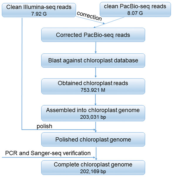 Cheme for the construction of the complete plastid genome of R. delavayi.