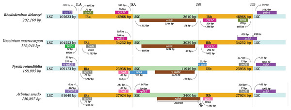 Comparison of the borders of the LSC, SSC and IR regions of four plastid genomes from photosynthetic Ericaceae.