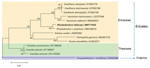 Phylogenetic trees based on homologous CDSs of chloroplast genomes from photosynthetic Ericaceae.