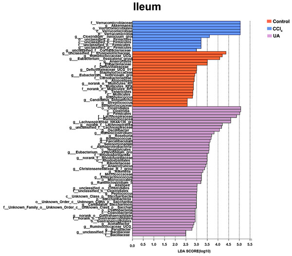 Linear discriminant analysis effect size (LefSe) for the analysis of the bacterial composition in ileum.